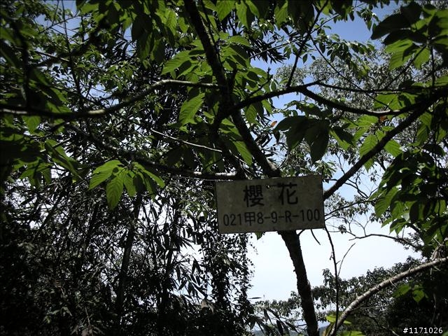 埔里、日月潭、夜宿超棒營地—月牙灣