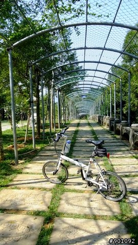 苗栗 三義 銅鑼 油桐花騎跡 (圖多)