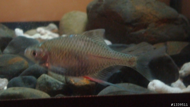 請問我的魚怎麼了？(附圖)