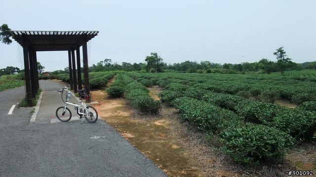 苗栗 三義 銅鑼 油桐花騎跡 (圖多)