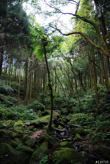 [三峽]桐花來了竹崙路+三層坪+熊空休閒農場
