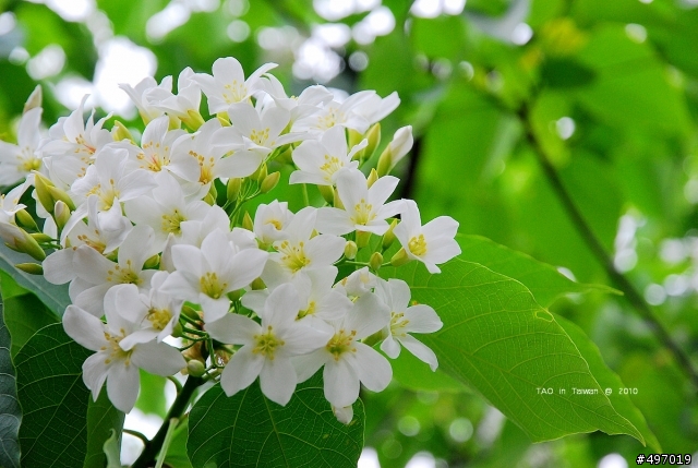 2010 4月2日 籐山步道花況 新增:油桐花之心(4月10日)