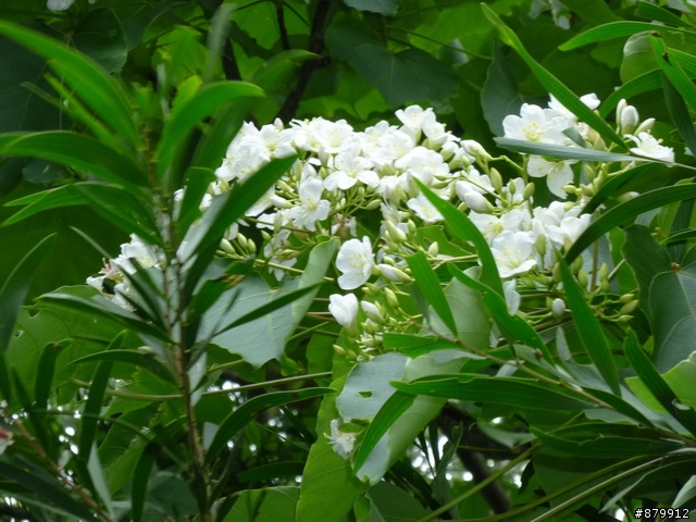990424 小紅與我遊桐花