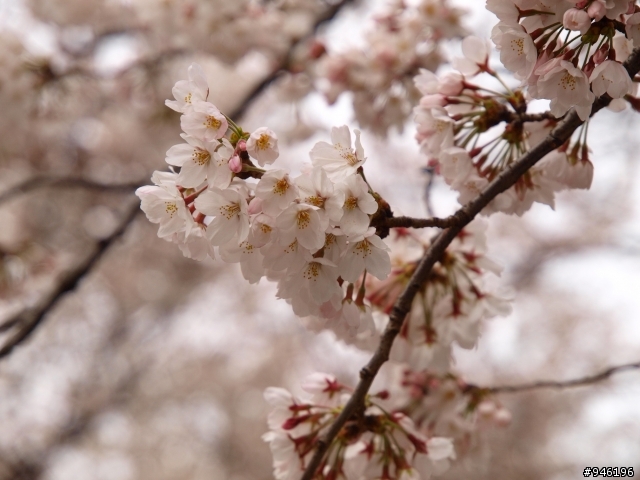 日本3/27-3/31照片分享一下