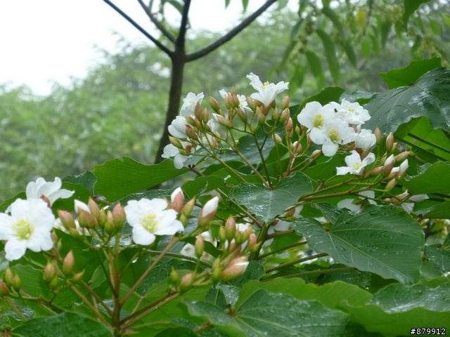 990424 小紅與我遊桐花
