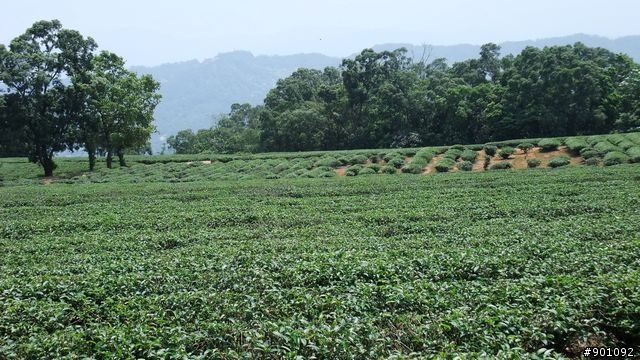 苗栗 三義 銅鑼 油桐花騎跡 (圖多)