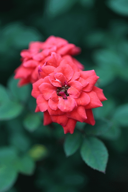LEICA R 100mm F2.8 macro ROM 無敵兔測試...