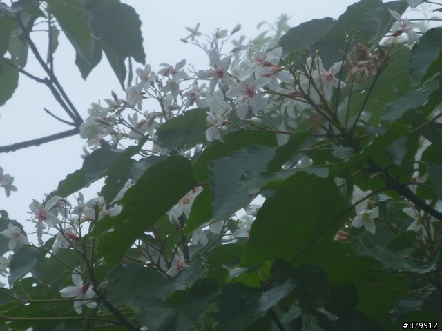 990424 小紅與我遊桐花