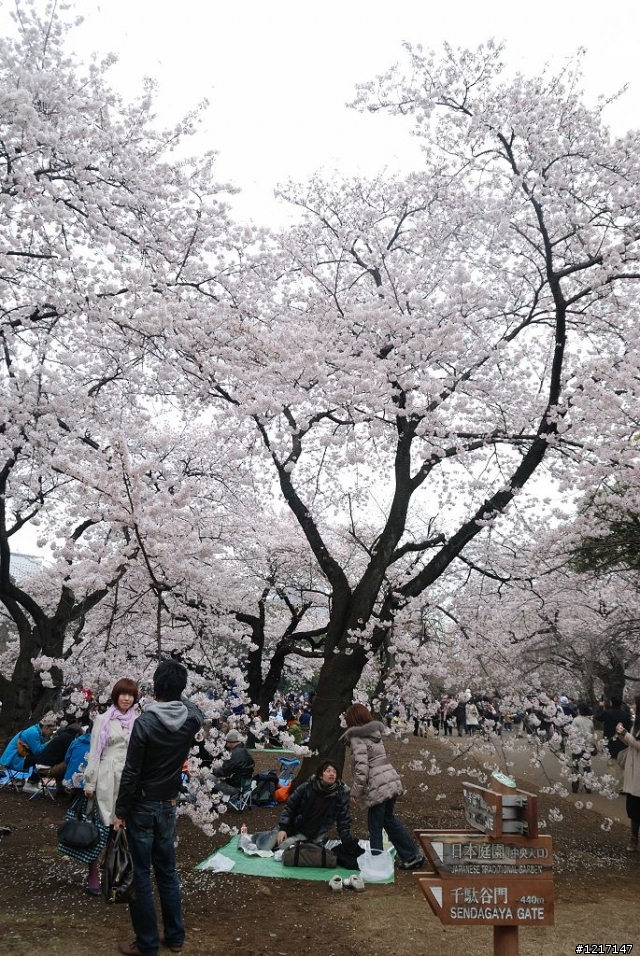 東京自由行9天8夜分享文(更新至Day3)