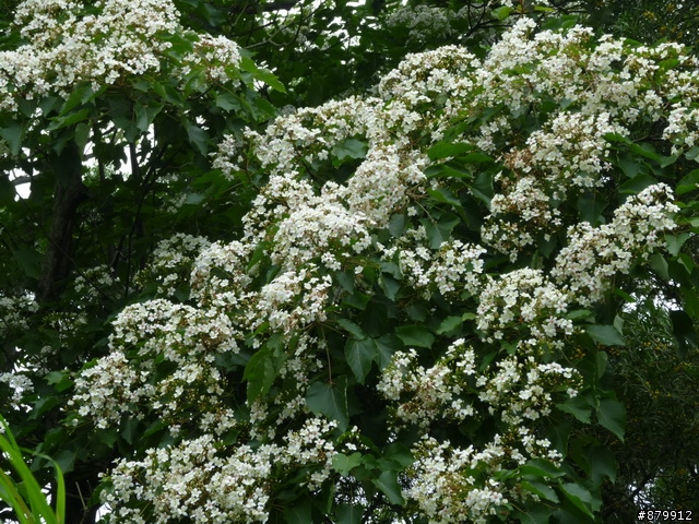 990424 小紅與我遊桐花