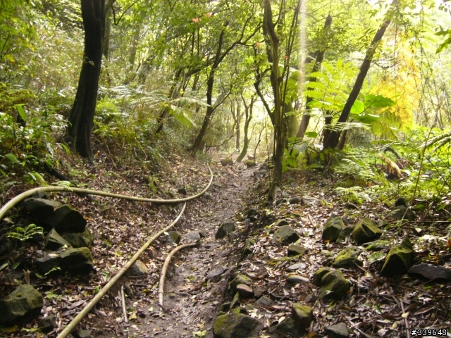 陽明山之橫嶺古道初探險