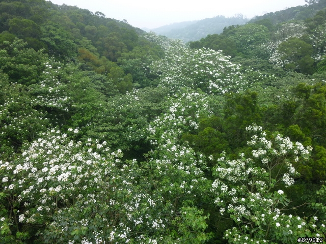 990424 小紅與我遊桐花