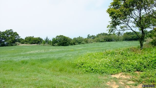 苗栗 三義 銅鑼 油桐花騎跡 (圖多)