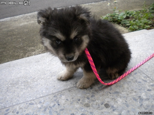 歡迎愛心認養(新竹縣收容所)----毛毛小幼犬(已認養)