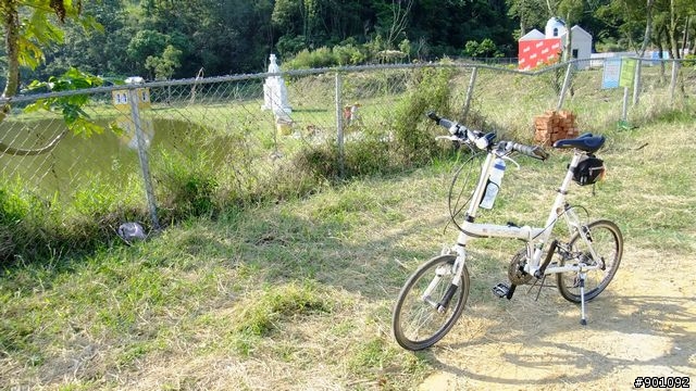 苗栗 三義 銅鑼 油桐花騎跡 (圖多)