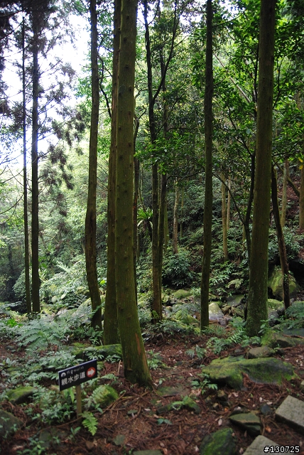 [三峽]桐花來了竹崙路+三層坪+熊空休閒農場