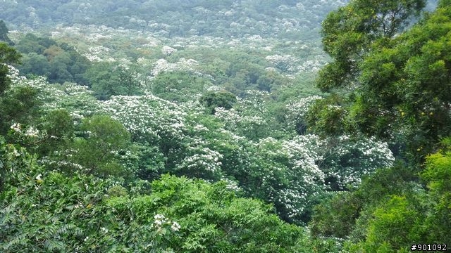 苗栗 三義 銅鑼 油桐花騎跡 (圖多)