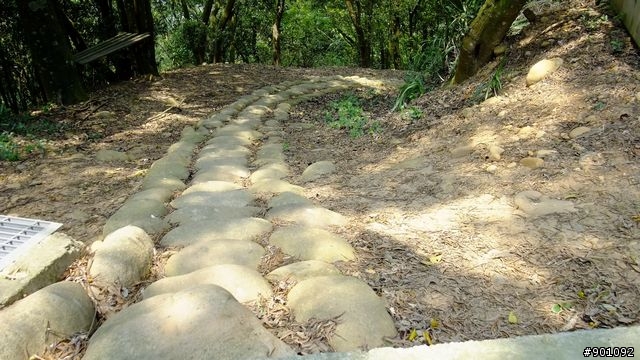 苗栗 三義 銅鑼 油桐花騎跡 (圖多)