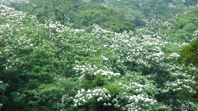 苗栗 三義 銅鑼 油桐花騎跡 (圖多)