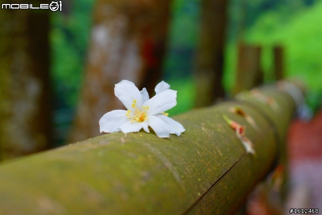 油桐花蓋大樓