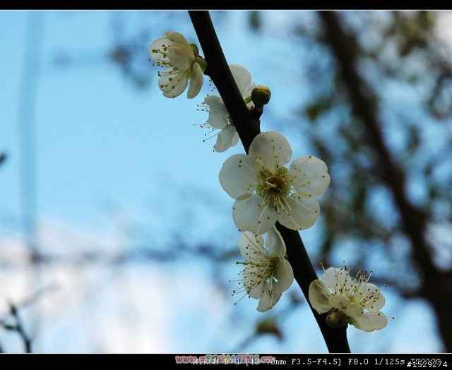 花花草草
