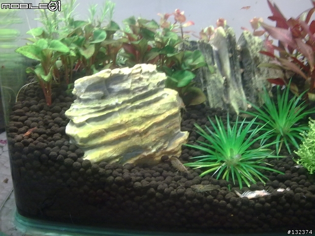 新手小魚缸