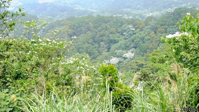 苗栗 三義 銅鑼 油桐花騎跡 (圖多)