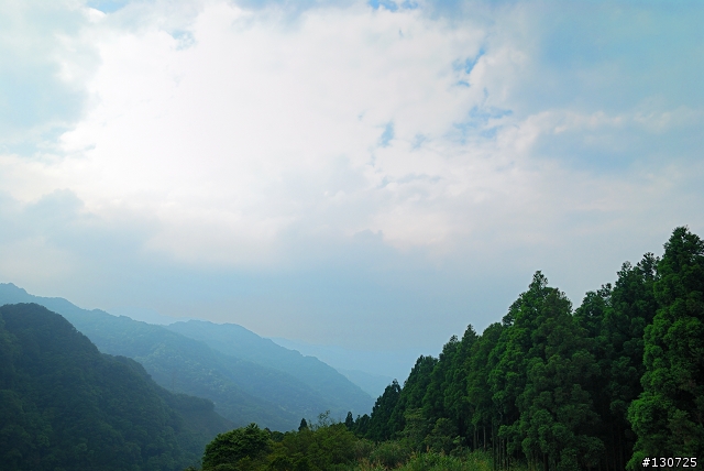 [三峽]桐花來了竹崙路+三層坪+熊空休閒農場