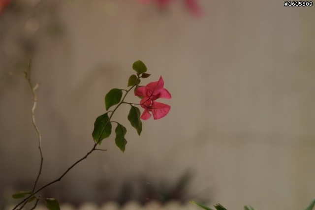 PENTAX K-X + sigma 28-105mm f2.8-4 再試日間照 希望有毒