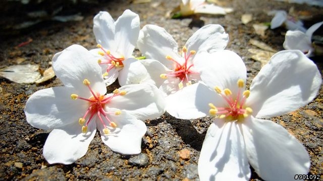 苗栗 三義 銅鑼 油桐花騎跡 (圖多)
