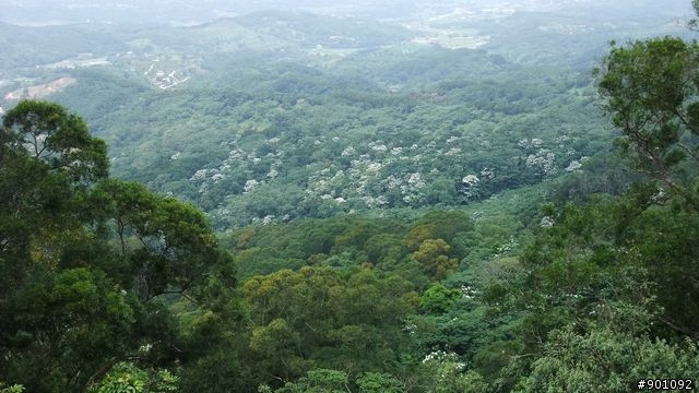 苗栗 三義 銅鑼 油桐花騎跡 (圖多)