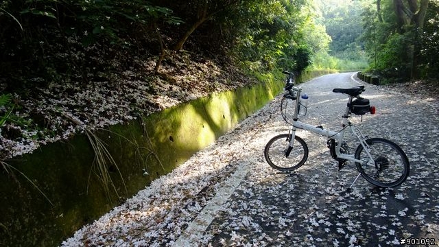 苗栗 三義 銅鑼 油桐花騎跡 (圖多)