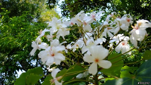 苗栗 三義 銅鑼 油桐花騎跡 (圖多)