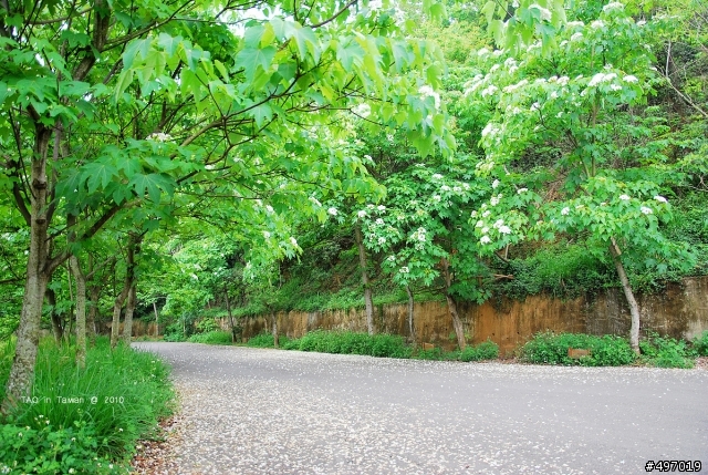 2010 4月2日 籐山步道花況 新增:油桐花之心(4月10日)