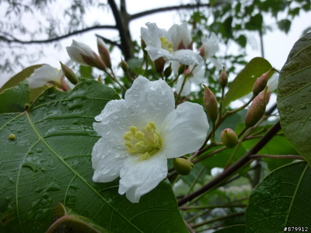 990424 小紅與我遊桐花