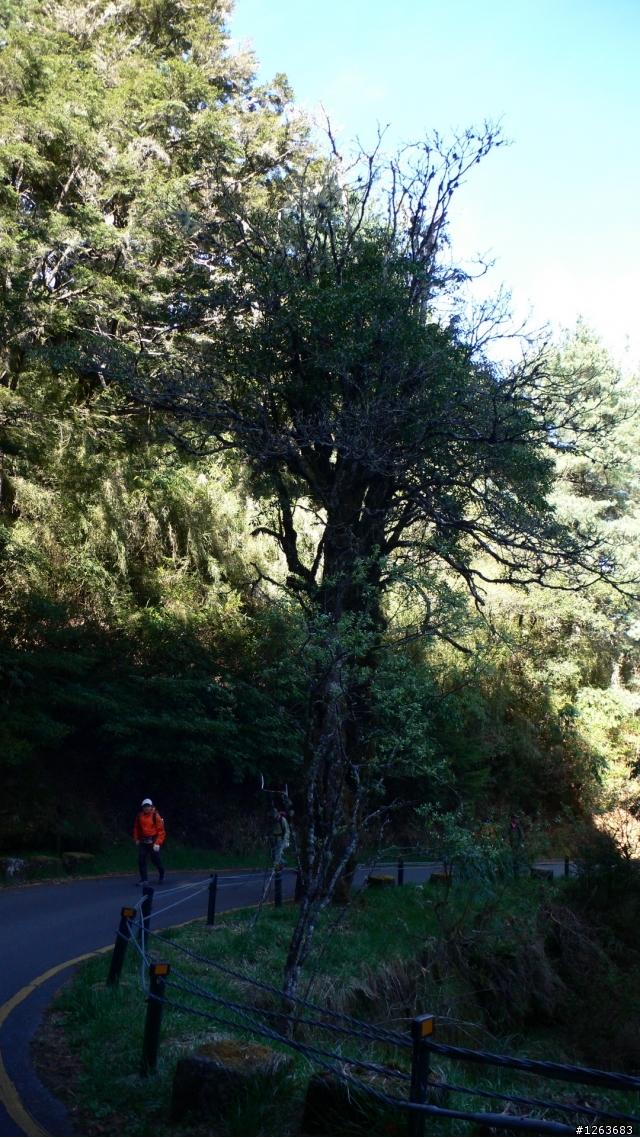 [分享] 玉山前峰 百岳攻克 鐵腿分享[新增阿MAY照片]