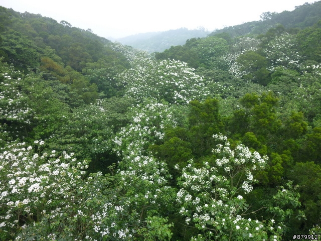 990424 小紅與我遊桐花