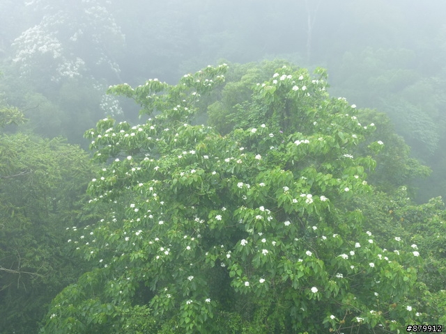 990424 小紅與我遊桐花