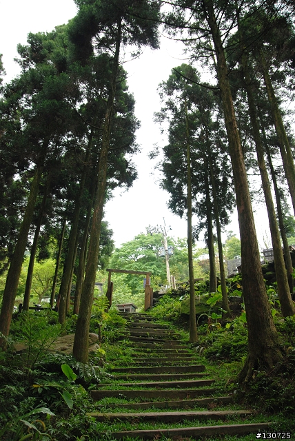 [三峽]桐花來了竹崙路+三層坪+熊空休閒農場