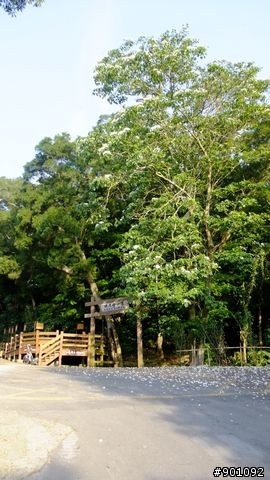 苗栗 三義 銅鑼 油桐花騎跡 (圖多)