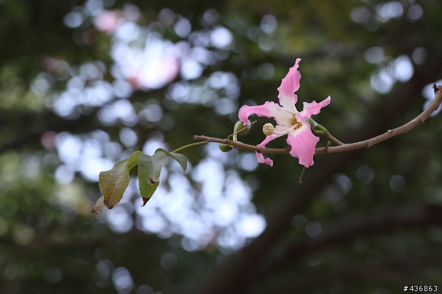 千年傳統．全新感受 ── 重新發現小小黑 EF 70-300mm F4-5.6 IS USM