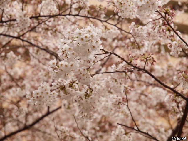 日本3/27-3/31照片分享一下