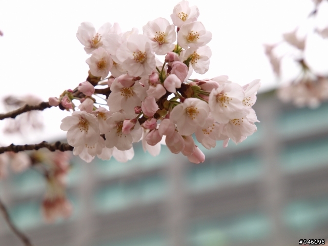 日本3/27-3/31照片分享一下