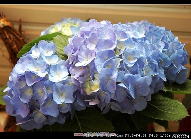 花花草草