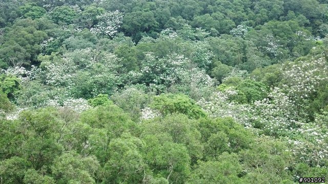 苗栗 三義 銅鑼 油桐花騎跡 (圖多)