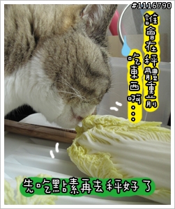 [貓的二三事]胖子TT