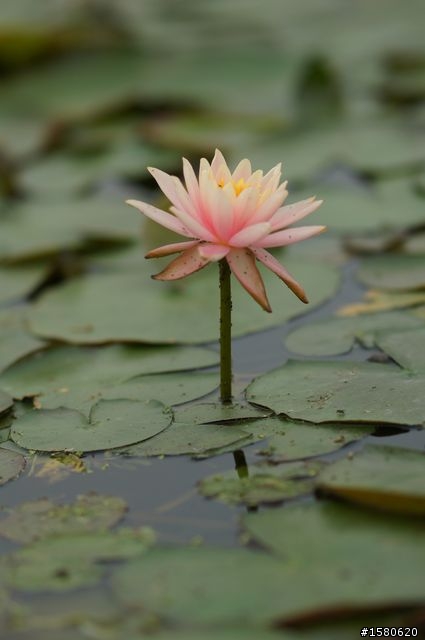 蔡頭爽，菜鳥菜/菜頭菜頭--菜的是后面那個頭