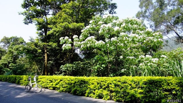 苗栗 三義 銅鑼 油桐花騎跡 (圖多)