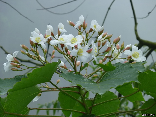 990424 小紅與我遊桐花