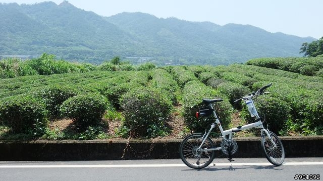 苗栗 三義 銅鑼 油桐花騎跡 (圖多)